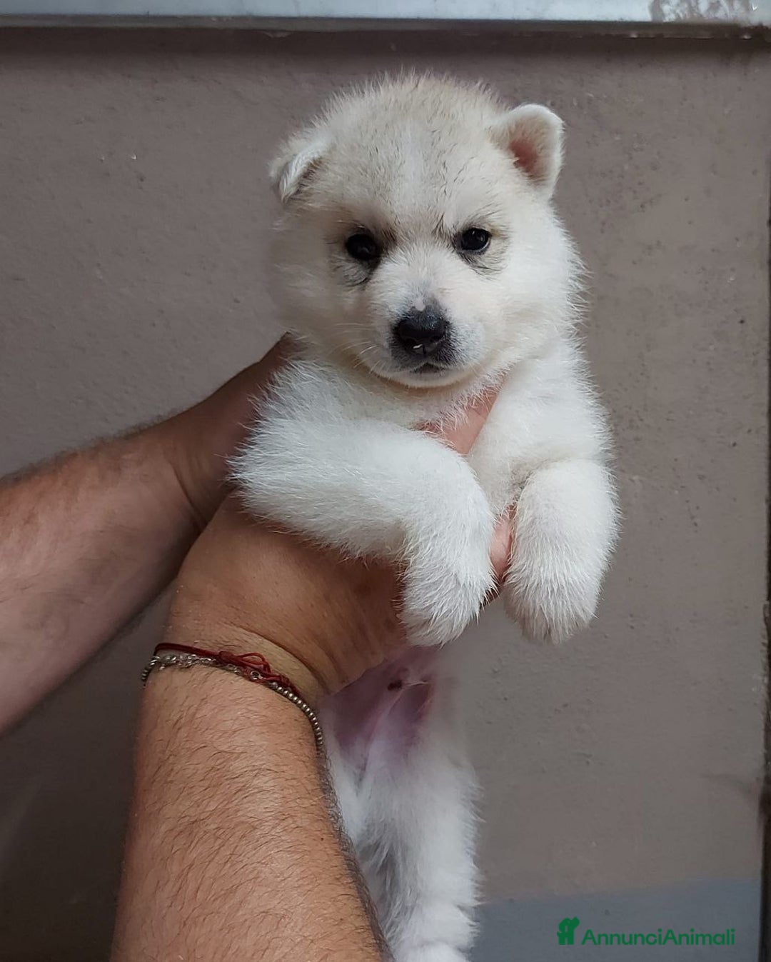 Husky cani per accoppiamento: Cerco femmina di Husky per accoppiamento(pedigree) a Città Metropolitana di Napoli - Immagine 4