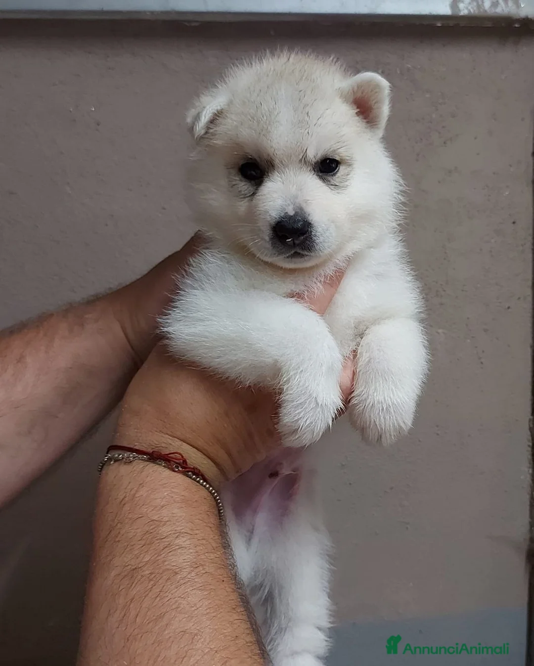 Husky cani per accoppiamento: Cerco femmina di Husky per accoppiamento(pedigree) a Città Metropolitana di Napoli - Annuncio 4