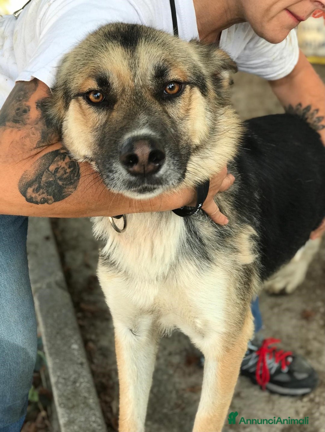 Meticcio cani in regalo: OTTO derivato pastore tedesco in adozione a Provincia di Latina - Annuncio 3