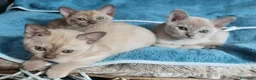 Burmese gatti in vendita: Gattine Burmesi Europei Cioccolato e Lilla - Annuncio 4