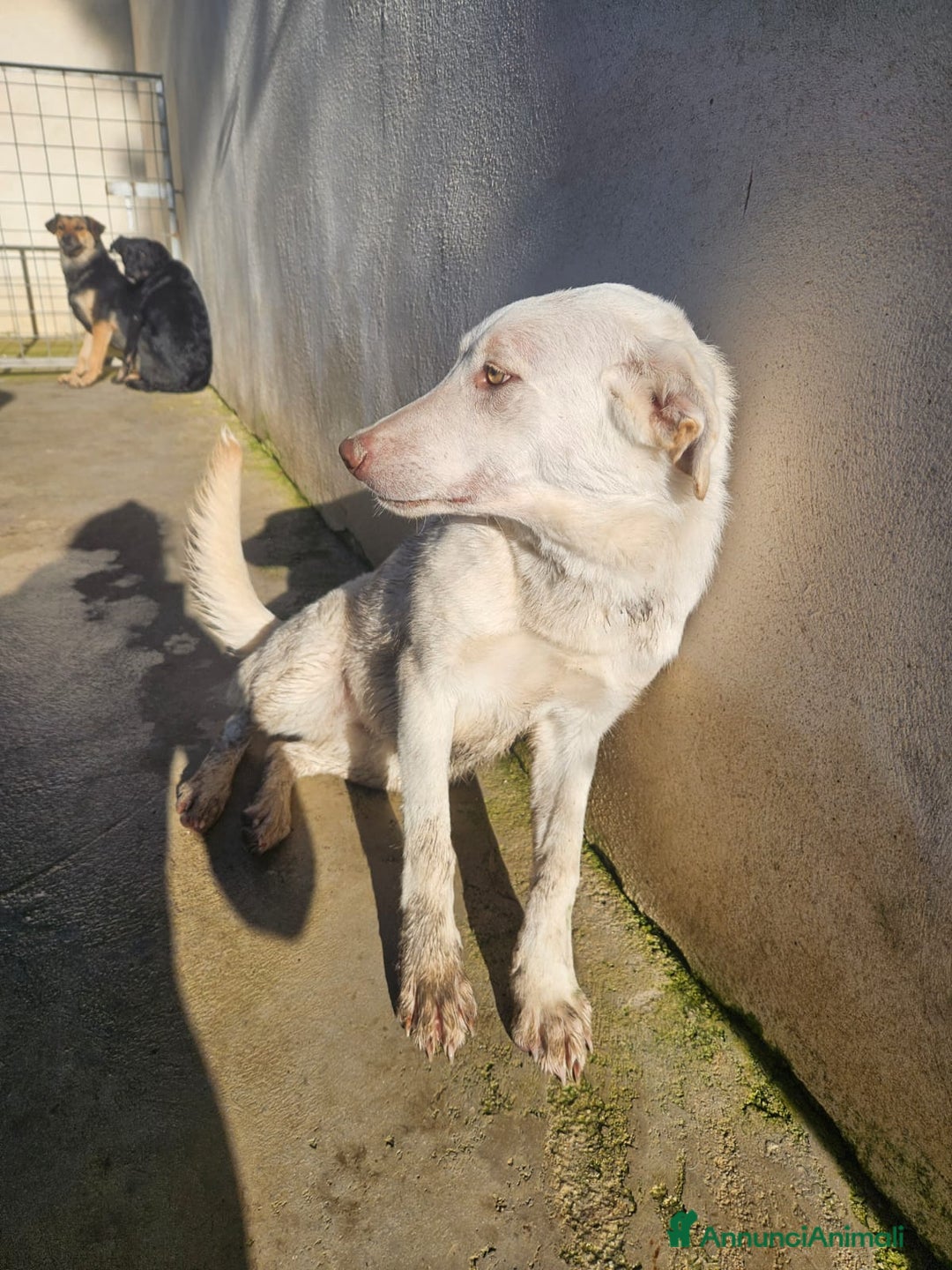 Meticcio cani in regalo: Chiara: 1 anno, socievole ed equilibrata - Annuncio 14