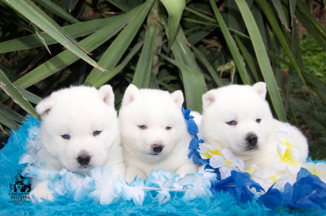 Husky cani in vendita: Siberian Husky cuccioli total white linea russa - Annuncio 6
