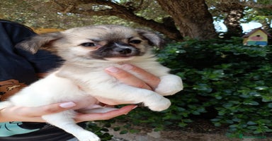 Chihuahua cani a Viterbo - Annuncio 11