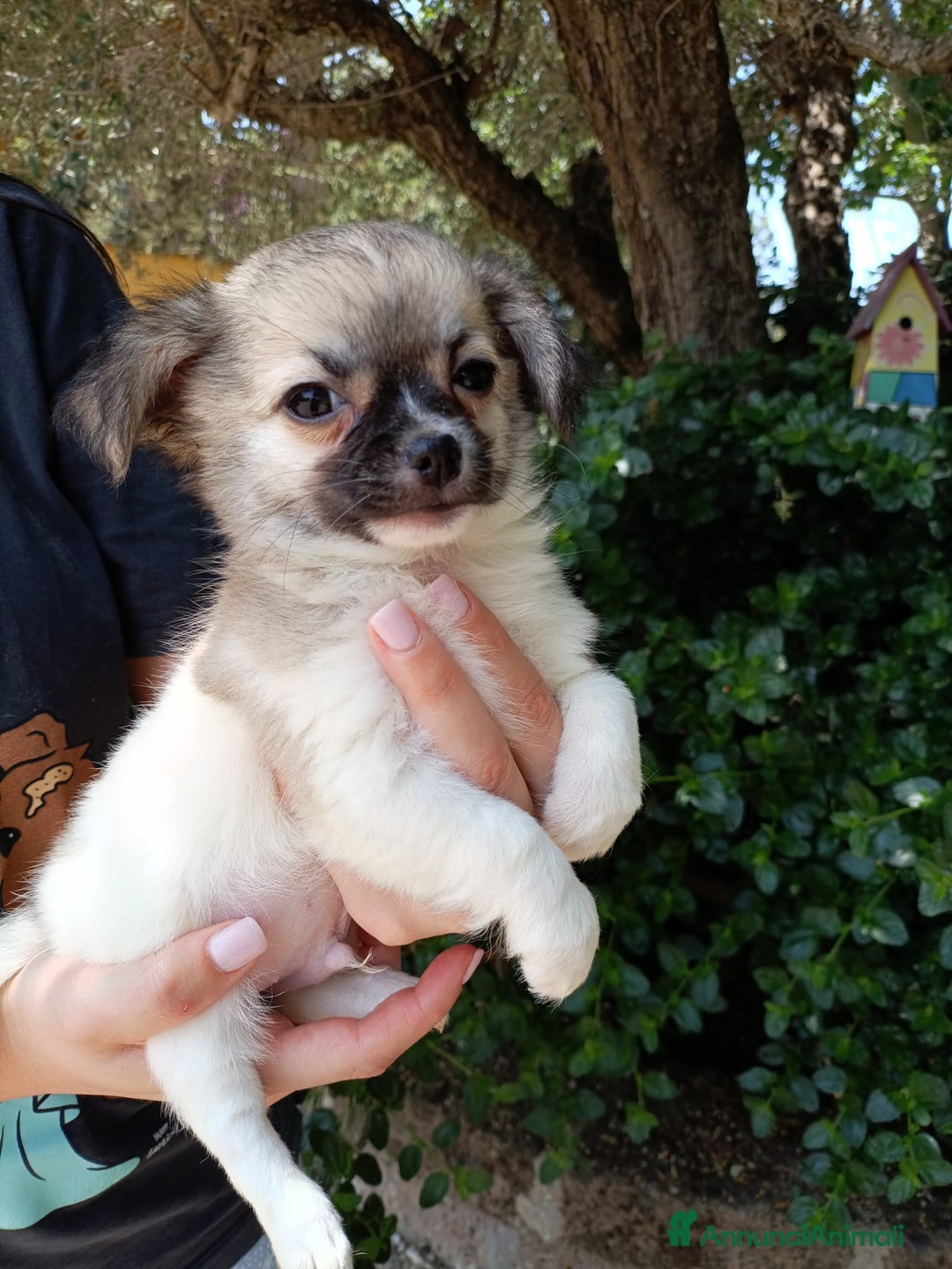 Chihuahua cani in vendita: Cuccioli di Chihuahua a pelo lungo a Viterbo - Immagine 2