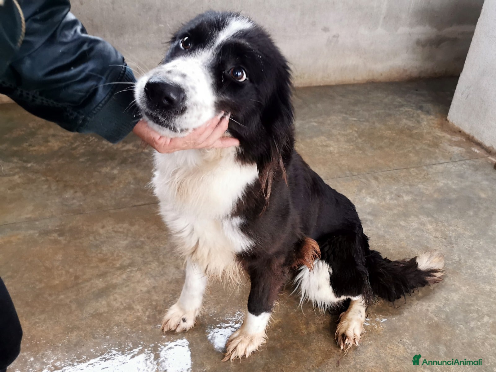 Bearded Collie cani Dolcissimo black and white a Provincia di Viterbo - Annuncio 2