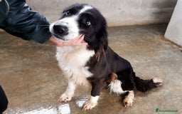 Bearded Collie cani in regalo: Dolcissimo black and white a Provincia di Viterbo - Immagine 2