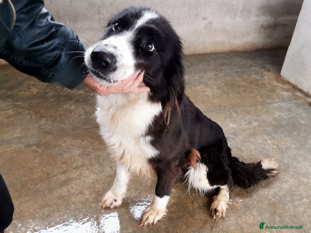 Bearded Collie cani in regalo: Dolcissimo black and white a Provincia di Viterbo - Annuncio 2