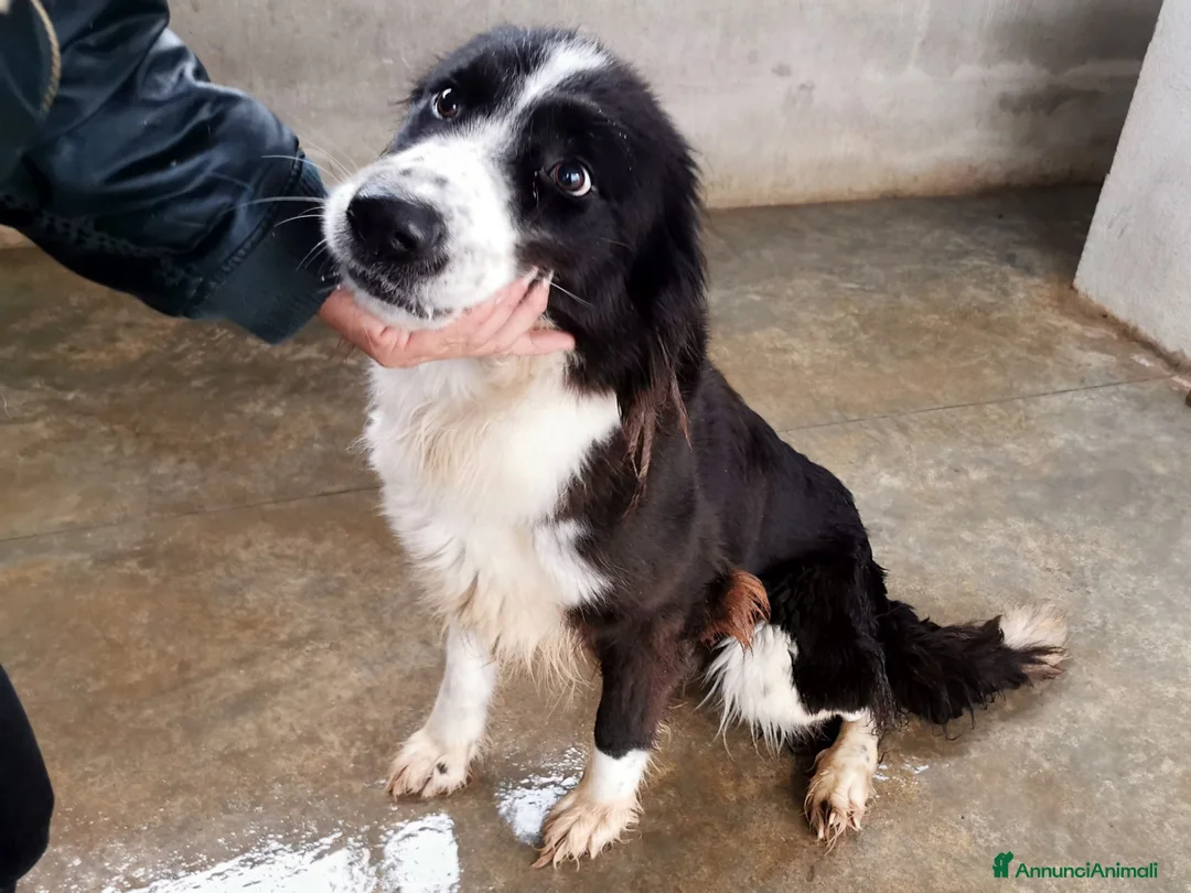 Bearded Collie cani in regalo: Dolcissimo black and white a Provincia di Viterbo - Annuncio 2