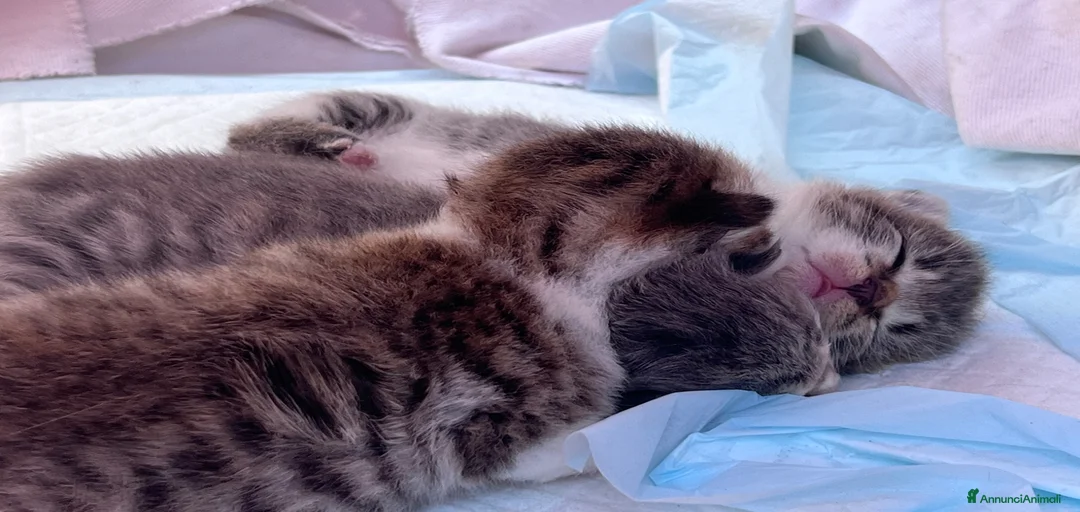 Immagine della galleria {{count}}