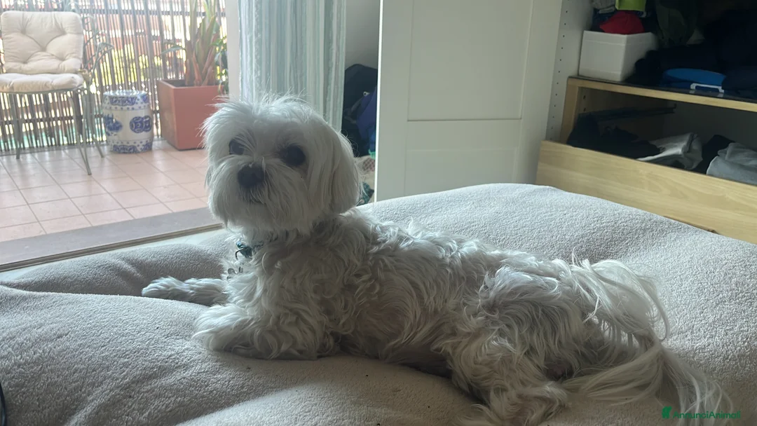 Maltese cani per accoppiamento: Cerco fidanzatina per Maltese a Città metropolitana di Roma Capitale - Annuncio 1