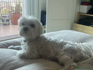 Maltese cani Cerco fidanzatina per Maltese a Città metropolitana di Roma Capitale - Annuncio 1