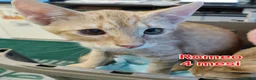Meticcio gatti in regalo: ADOTTA UN GATTINO  a Provincia di Reggio Emilia - Annuncio 1
