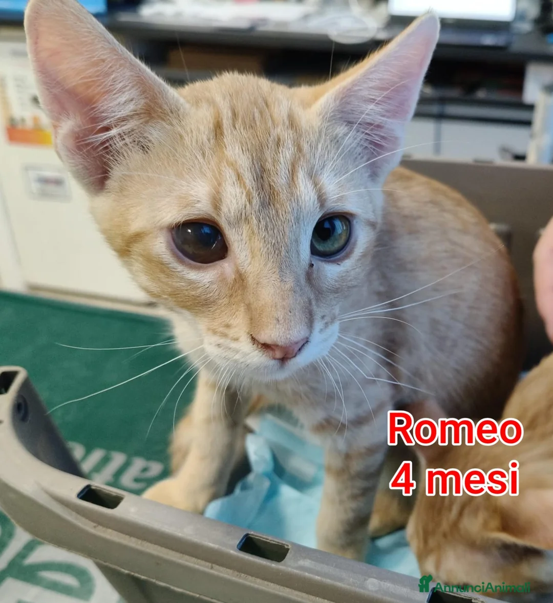 Meticcio gatti in regalo: ADOTTA UN GATTINO  a Provincia di Reggio Emilia - Annuncio 1