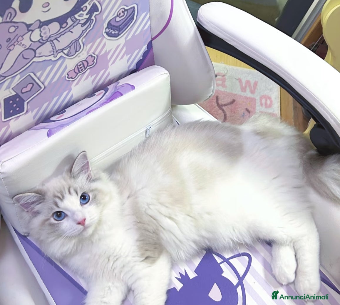 Ragdoll gatti Cuccioli ragdoll - Annuncio 2