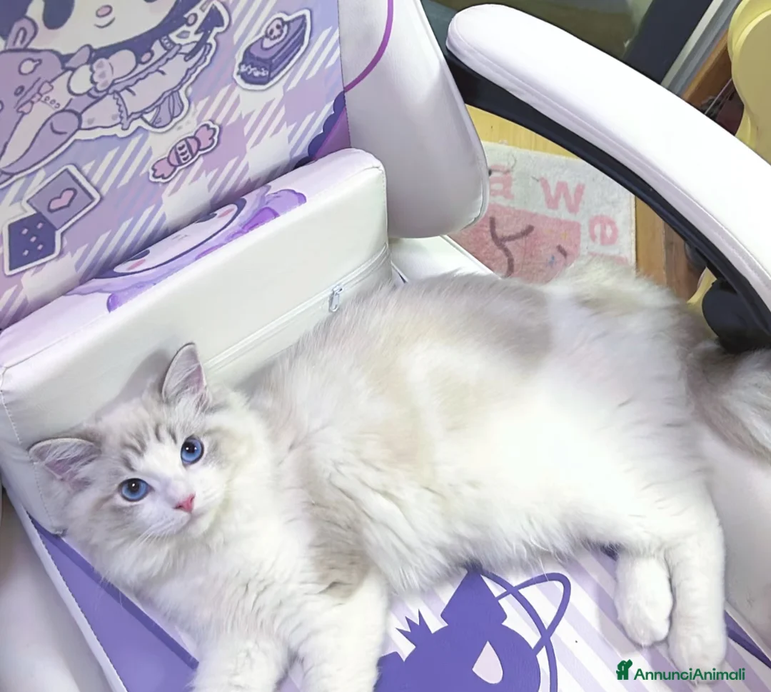 Ragdoll gatti in vendita: Cuccioli ragdoll - Annuncio 2