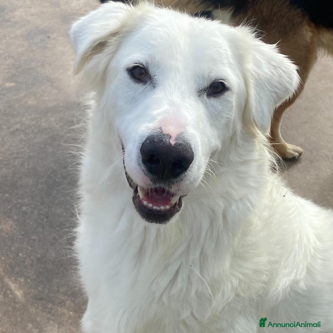 Meticcio cani in regalo: GHALI splendido cagnolino tripode in adozione - Annuncio 3