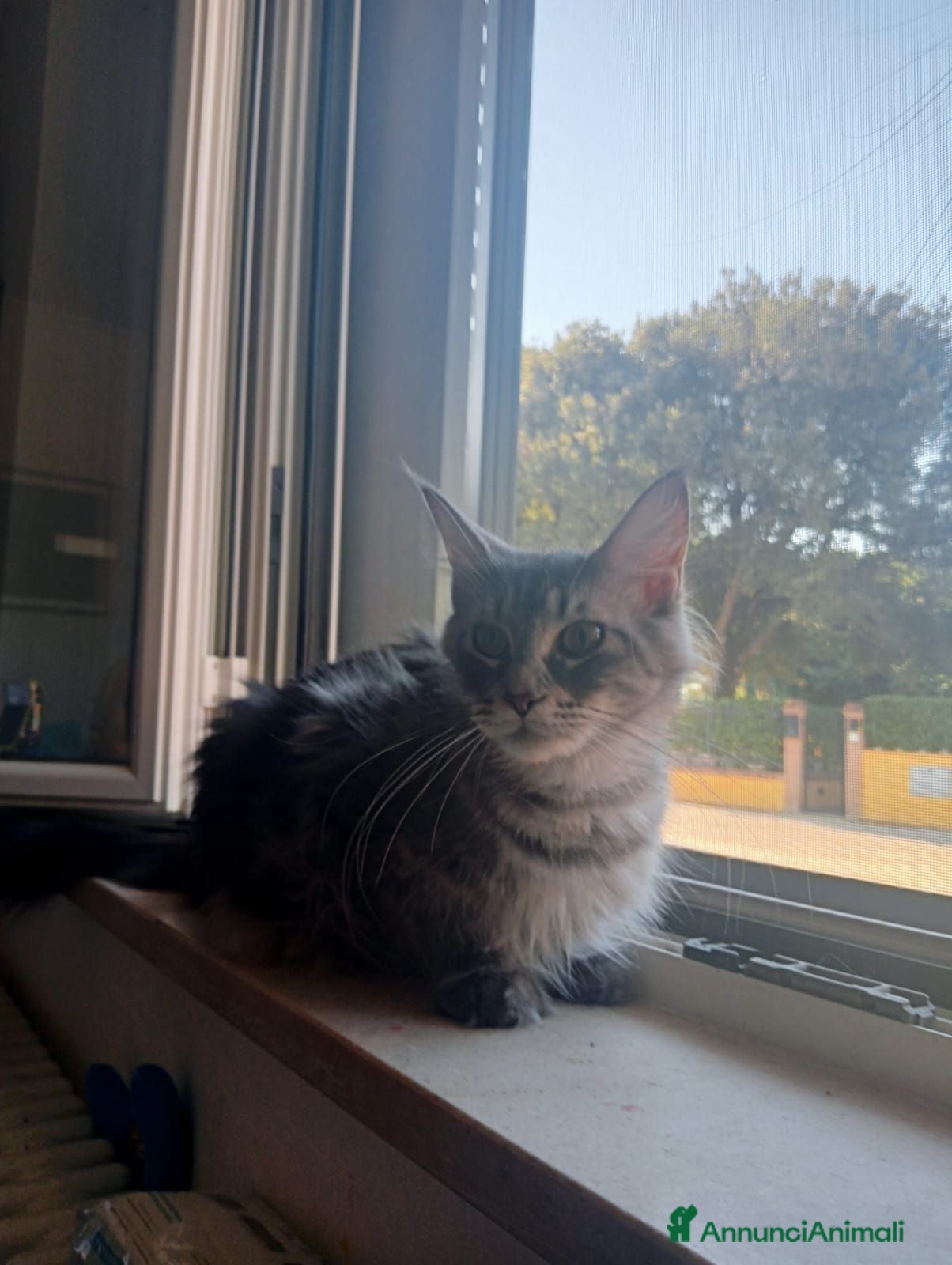 Maine Coon gatti Maine Coon - Annuncio 13