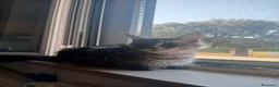 Maine Coon gatti in vendita: Maine Coon - Annuncio 1