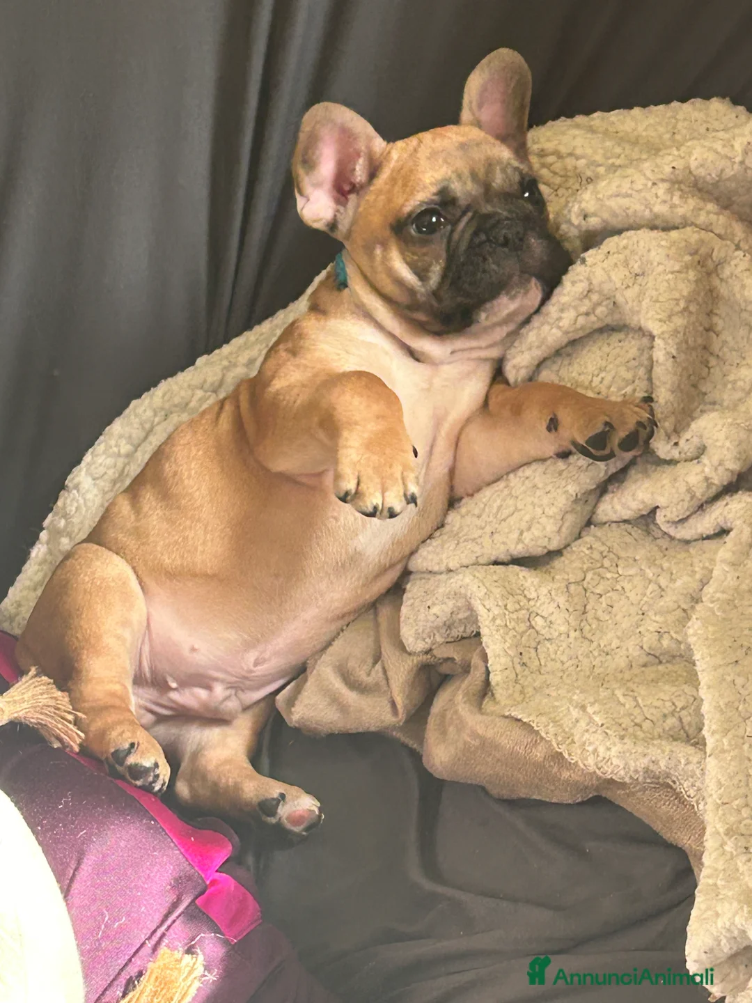 Bulldog Francese cani in vendita: Bulldog francese - Annuncio 7