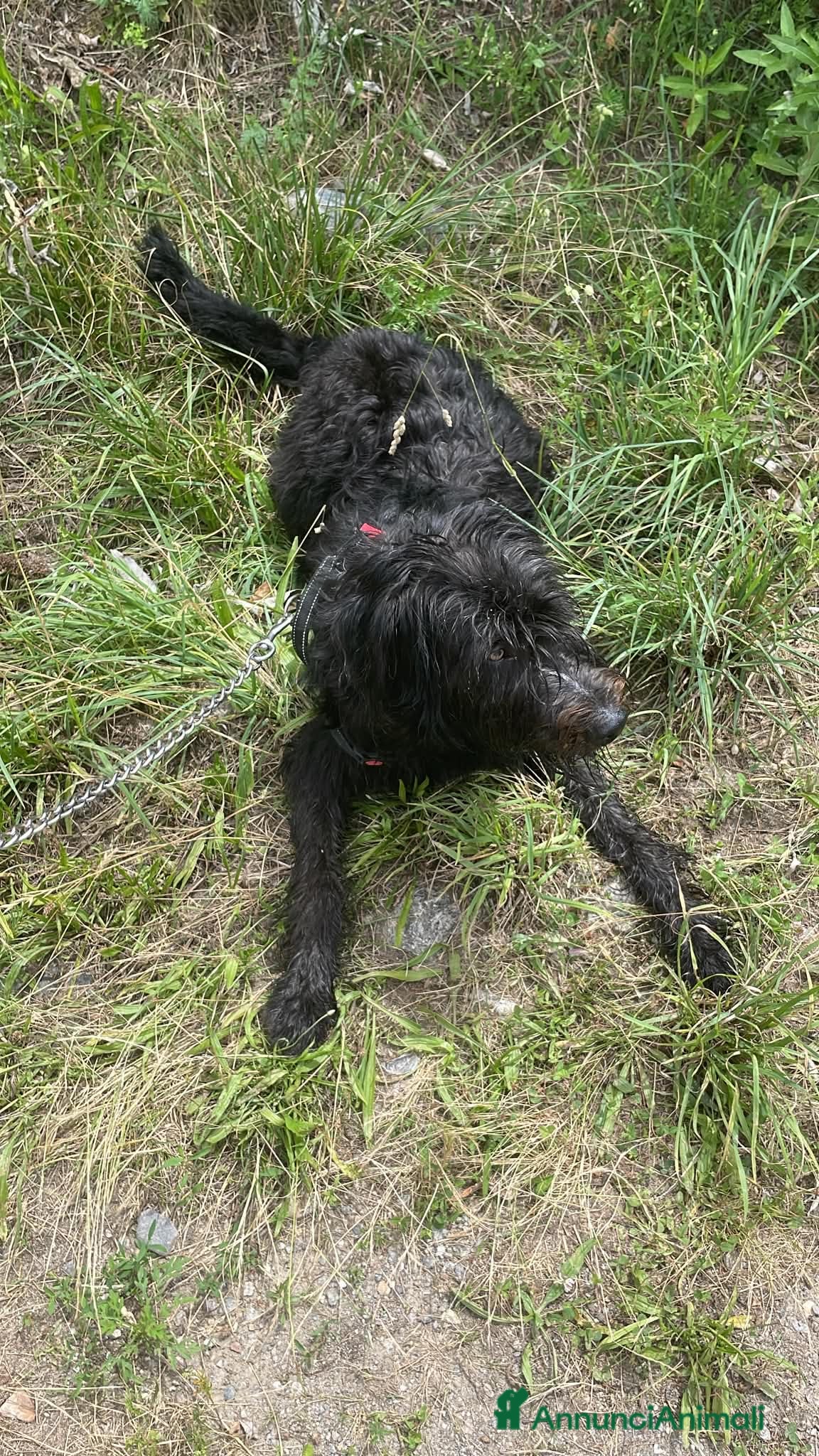 Pastore Belga cani Stitch  - Annuncio 1