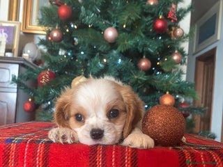 Cavalier King cani Cuccioli di Cavalier King Charles Spaniel - Annuncio 2