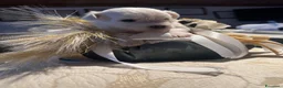 Maltese cani in vendita: Dolcissimi cuccioli di maltese super affettuoso   - Annuncio 6