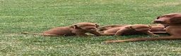Bracco cani in vendita: Disponibili cuccioli bracco ungherese a Provincia di Modena - Annuncio 4