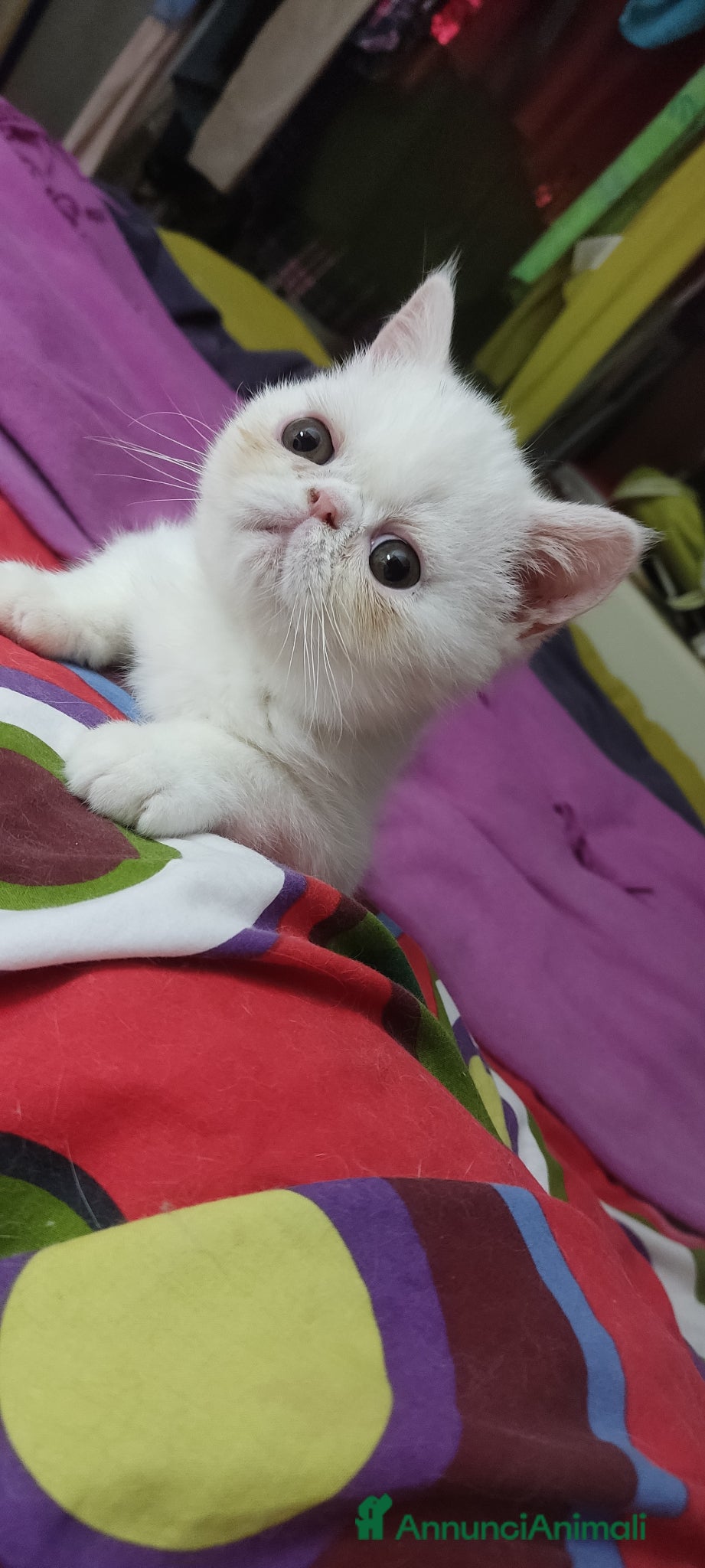 Exotic Shorthair gatti Cuccioli Exotic short hair/persiano bianco - Annuncio 1