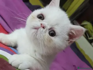 Exotic Shorthair gatti Cuccioli Exotic short hair/persiano bianco - Annuncio 1