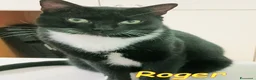 Europeo gatti in regalo: TIGROTTO E ROGER SONO RIMASTI SOLO AL MONDO - Annuncio 2