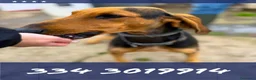 Meticcio cani in regalo: BOBO 💙 orecchie a cotoletta. Cuore da bomber. a Provincia di Modena - Annuncio 1
