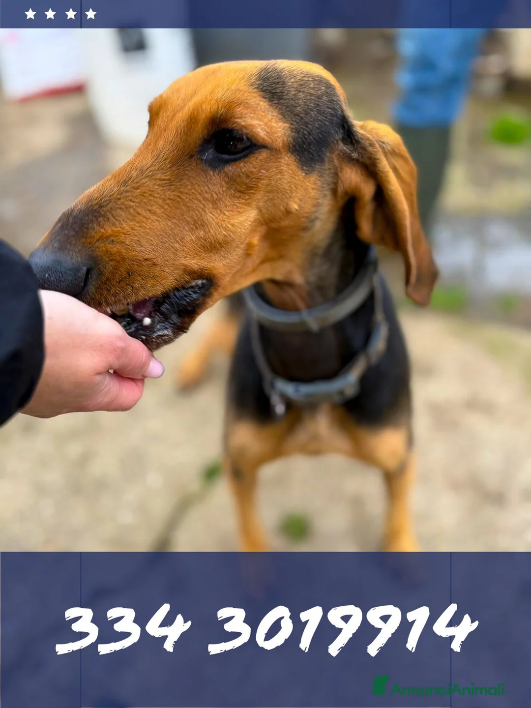 Meticcio cani in regalo: BOBO 💙 orecchie a cotoletta. Cuore da bomber. a Provincia di Modena - Annuncio 1