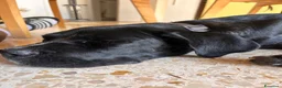 Cane Corso cani in vendita: Cane corso - Annuncio 5