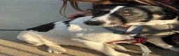 Meticcio cani in regalo: Splendida meticcia - COOKIE - Annuncio 1