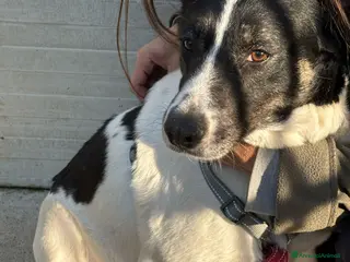 Meticcio cani Splendida meticcia - COOKIE - Annuncio 21