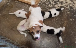 Jack Russell cani in vendita: Cuccioli Jack Russell Terrier con Pedigree a Provincia di Alessandria - Immagine 2