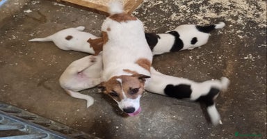 Jack Russell cani a Provincia di Alessandria - Annuncio 12