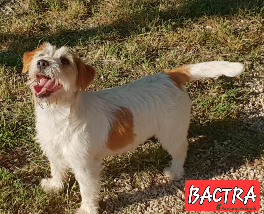 Jack Russell cani in vendita: Cuccioli Jack Russell ruvidi - Annuncio 2