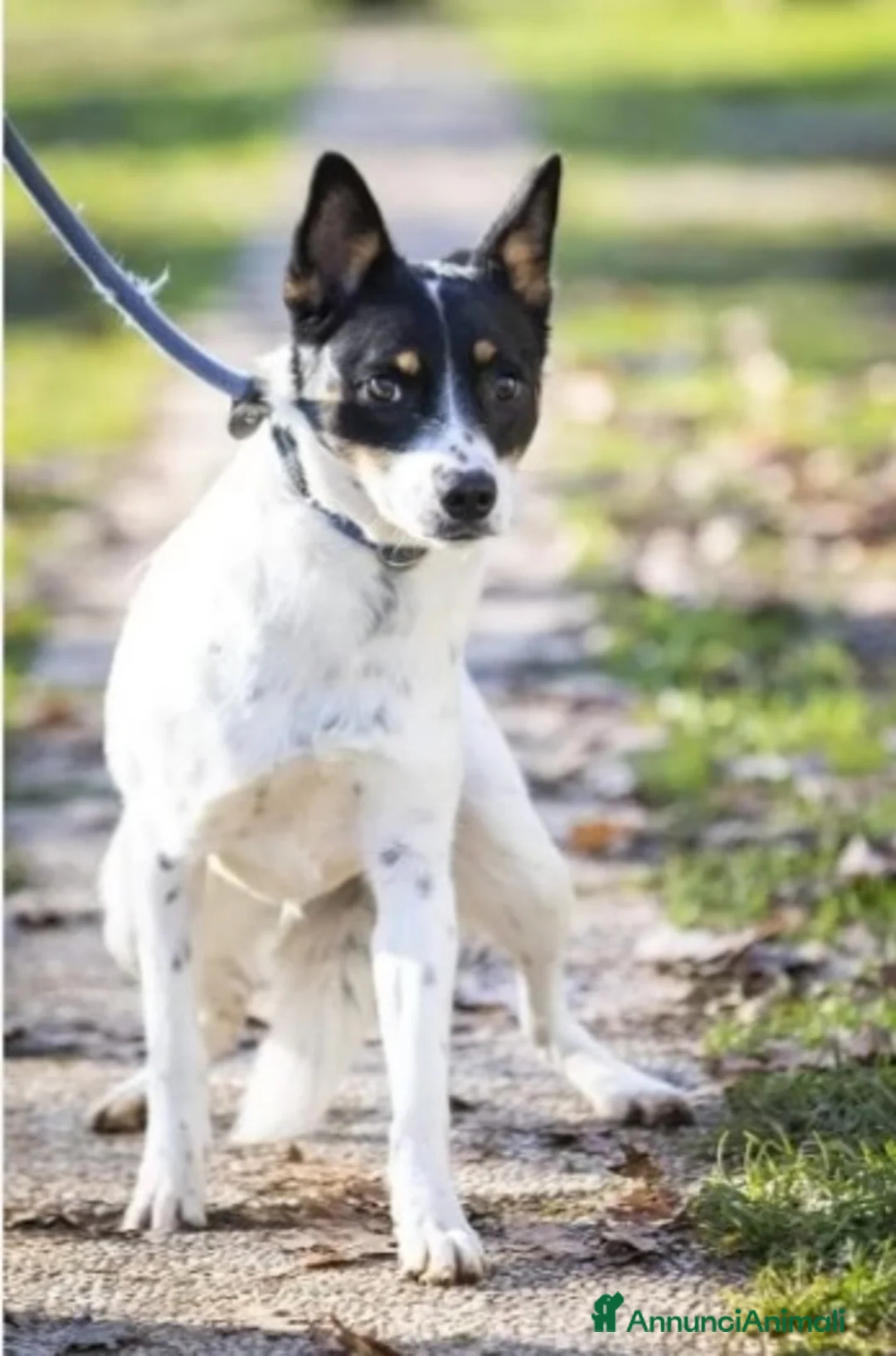 Meticcio cani in regalo: 3anni femmina la reclusione l'ha resa paurosa.VAR a Città metropolitana di Milano - Annuncio 5