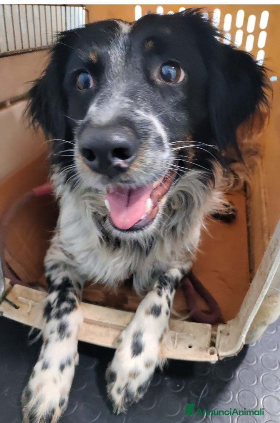 Meticcio cani in regalo: Betty simil Setter 2anni mollata mesi fa.CALABRIA - Annuncio 2