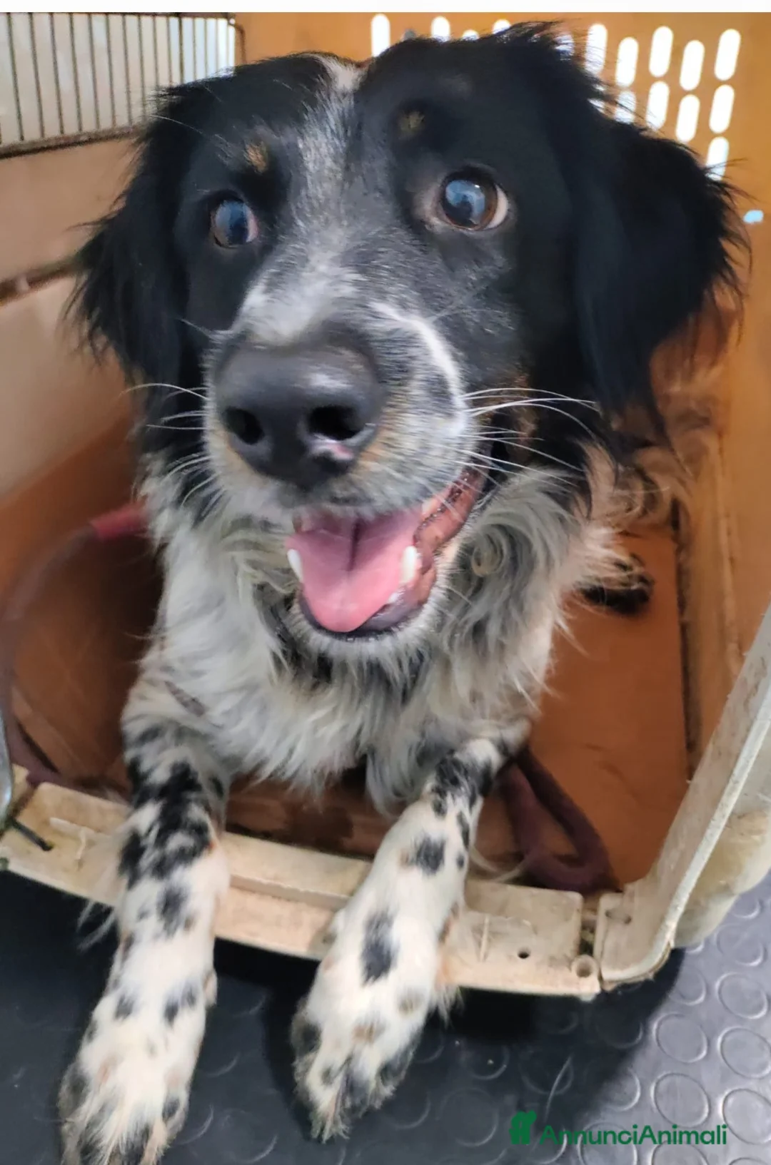 Meticcio cani in regalo: Betty simil Setter 2anni mollata mesi fa.CALABRIA - Annuncio 1