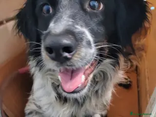 Meticcio cani in regalo: Betty simil Setter 2anni mollata mesi fa.CALABRIA - Annuncio 2