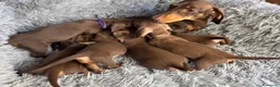 Bassotto cani in vendita: Bassotti Nani  - Annuncio 16