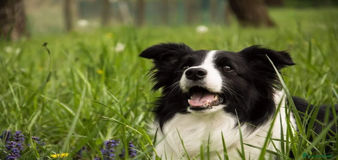 Immagine della galleria {{count}}