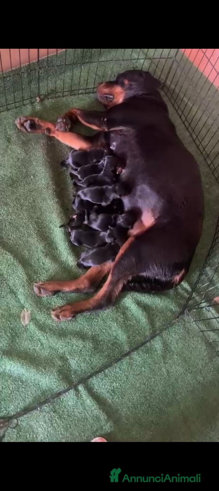 Rottweiler cani Vendo cuccioli di Rottweiler  - Annuncio 24