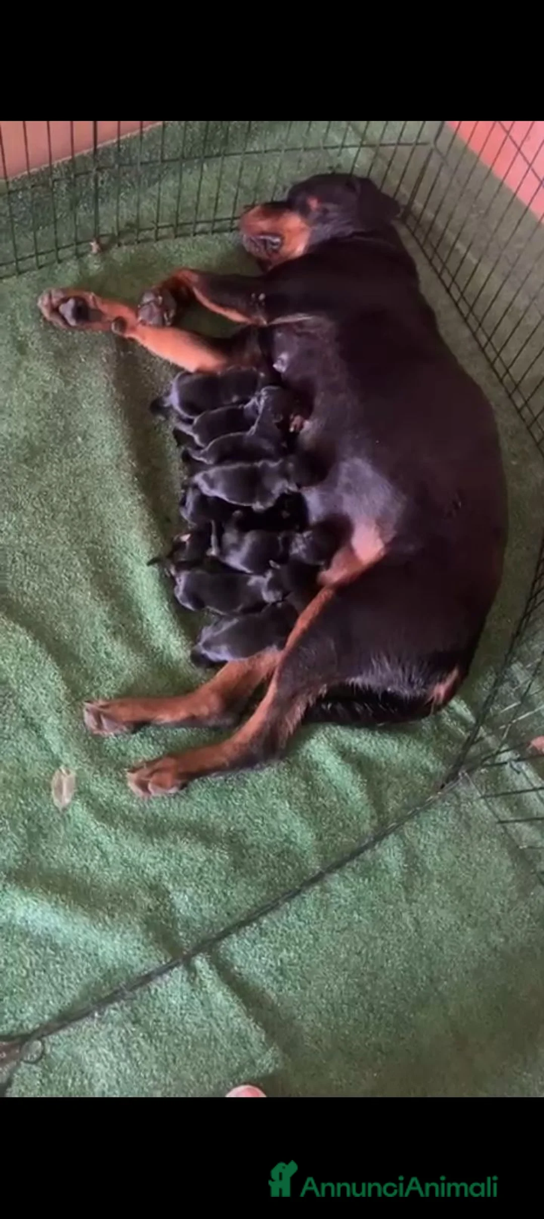 Rottweiler cani in vendita: Vendo cuccioli di Rottweiler  - Annuncio 1