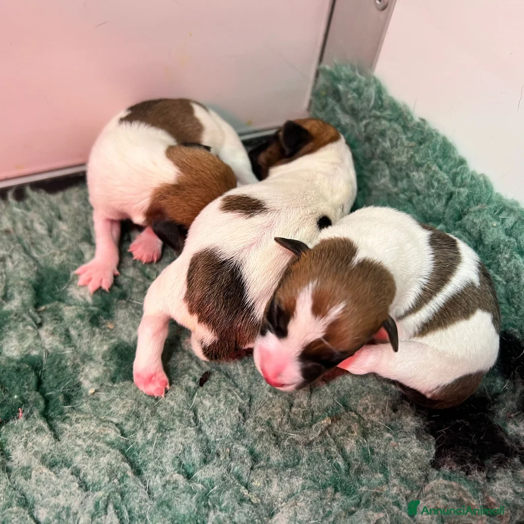 Jack Russell cani in vendita: Cucciolata Jack Russell Terrier - Annuncio 2