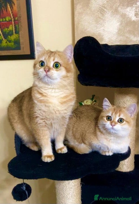 British gatti Cucciolo british golden con pedigree  - Annuncio 1