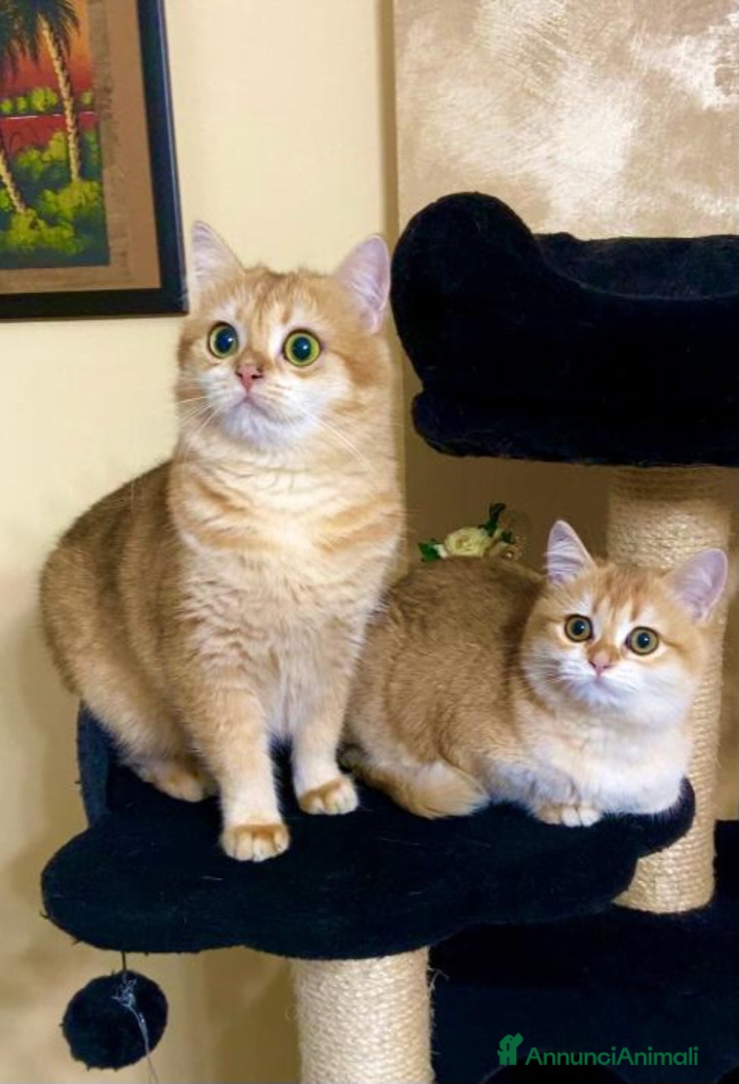 British gatti in vendita: Cucciolo british golden con pedigree  - Annuncio 1