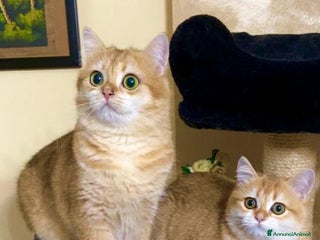 British gatti Cucciolo british golden con pedigree - Annuncio 4